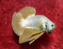 Combattant Plakat Platinum Gold (mÂle)