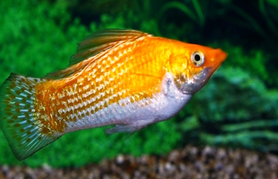 Molly Voile Sunburst