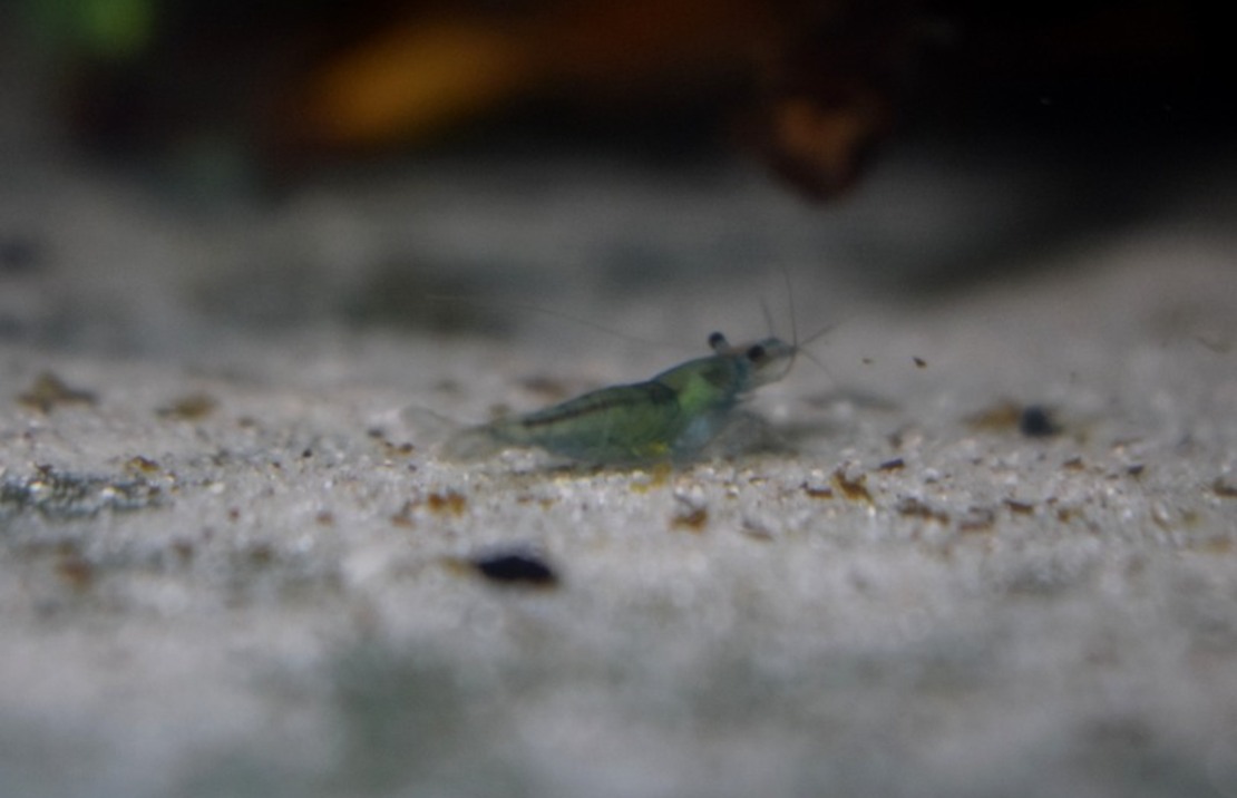 Green Velvet Shrimp