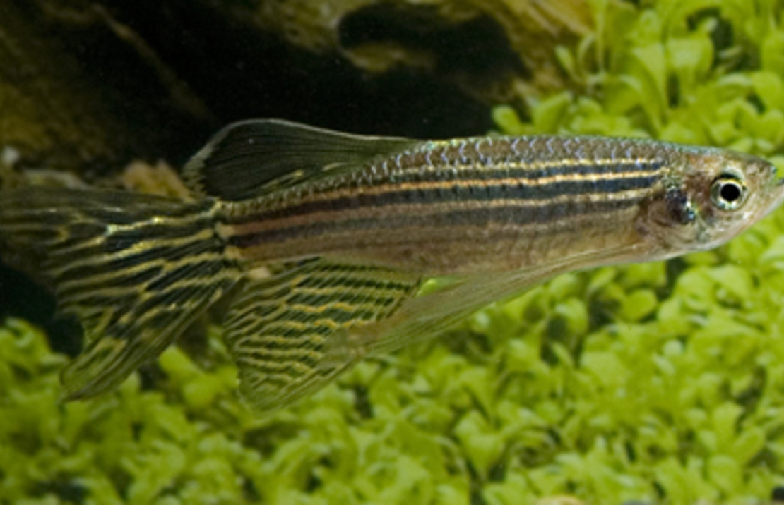 Zebrafish Long Fin