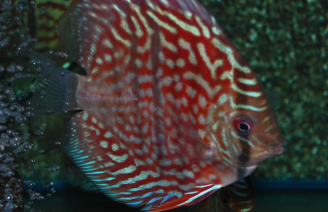 Discus Royal Cross Heckel