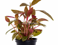 Alternanthera Reineckii 'rosaefolia' - Pe