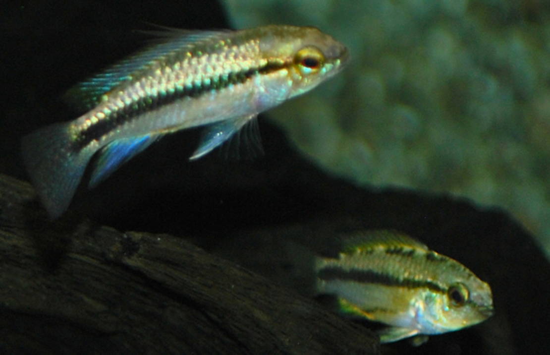 Apisto À Trois Bandes 