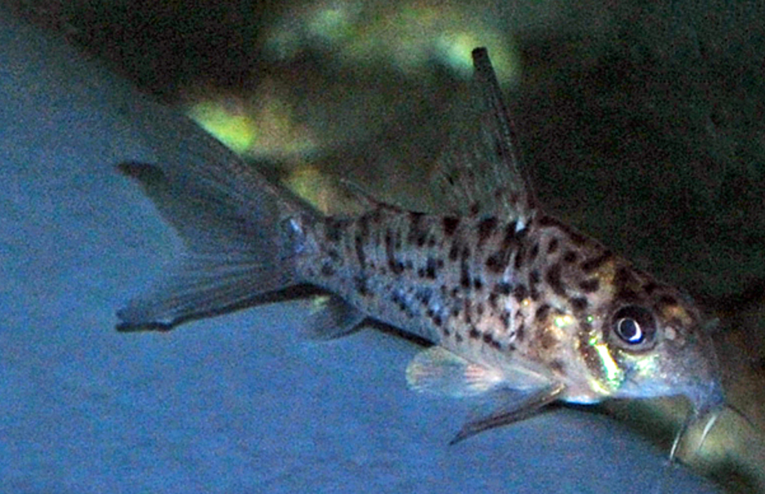 Pantsermeerval Loretoensis