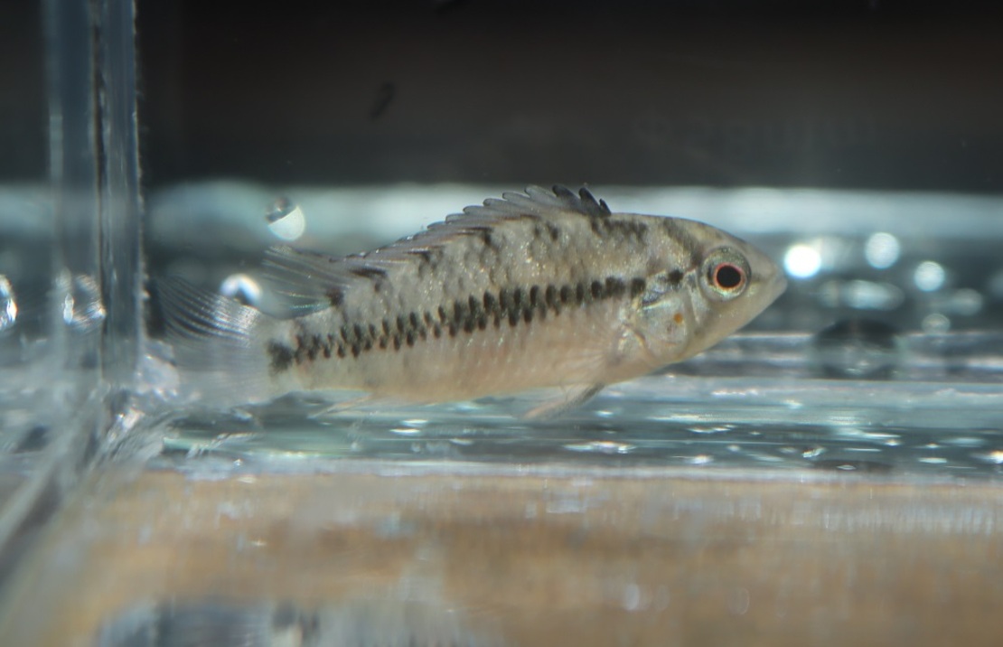 CichlidÉ Nain Rouge Point
