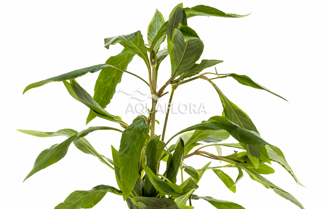 Hygrophila Corymbosa 'angustifolia' - Pe