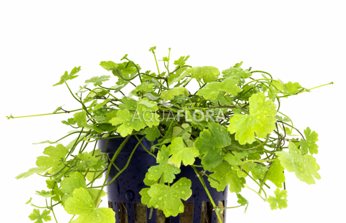 Hydrocotyle Cf. Tripartita - Pe