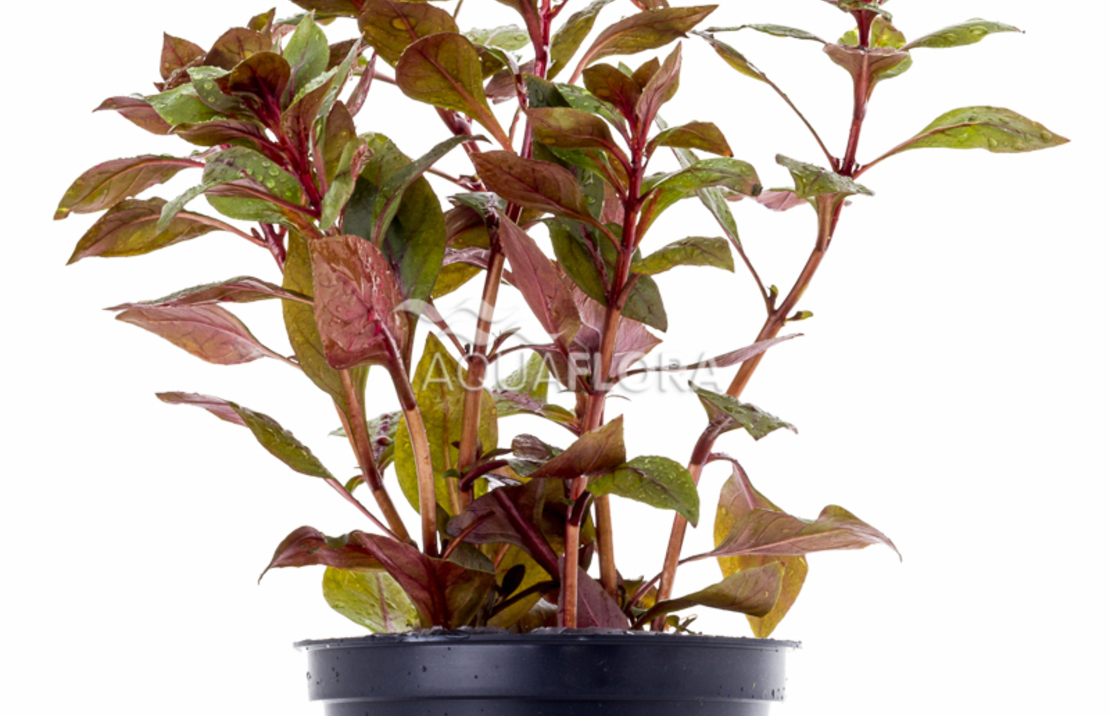 Ludwigia Sp. 'mini Super Red' - Pe