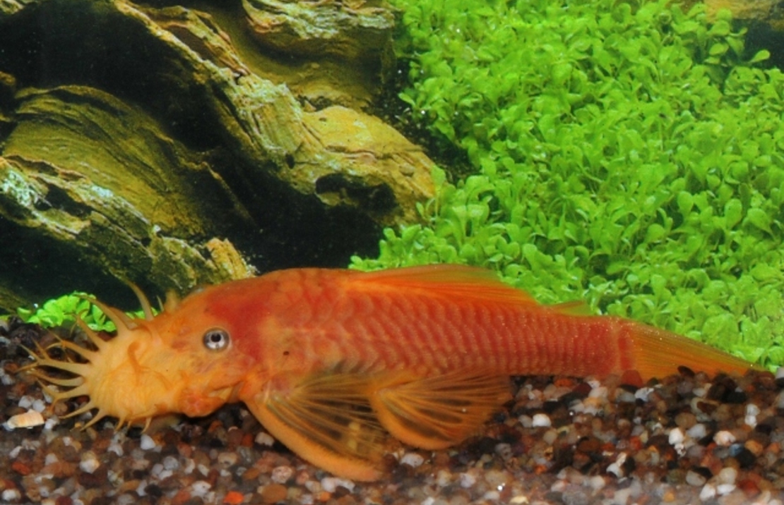 Ancistrus Jaune Aux Yeux Bleus