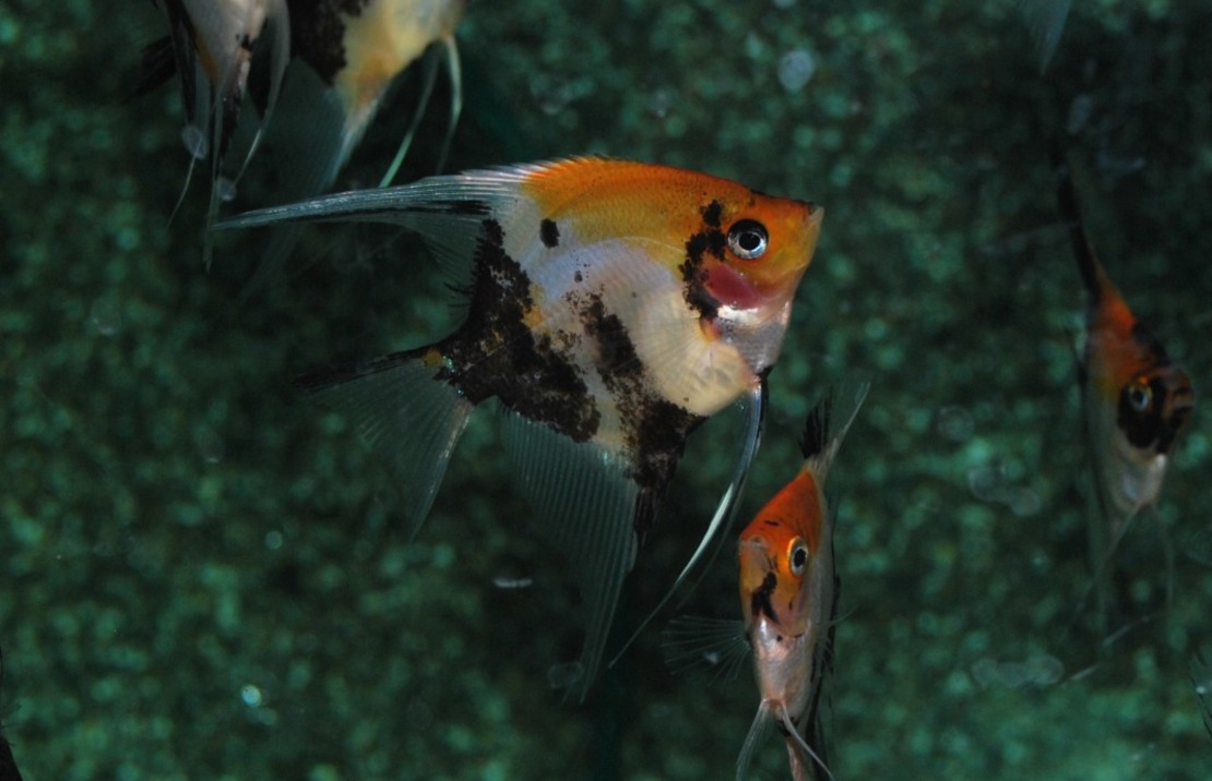 Scalaire Koi TÊte DorÉ Redcheek