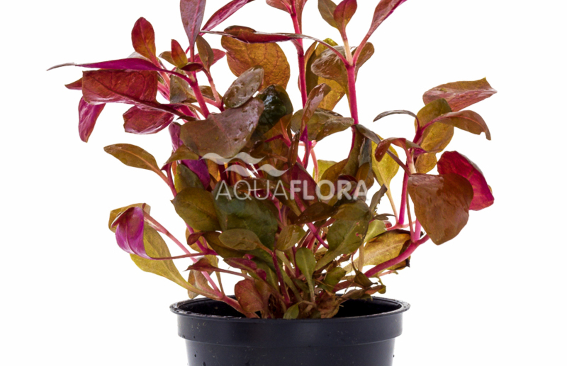 Alternanthera Reineckii - Pe
