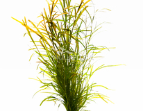 Potamogeton Gayi - Ps