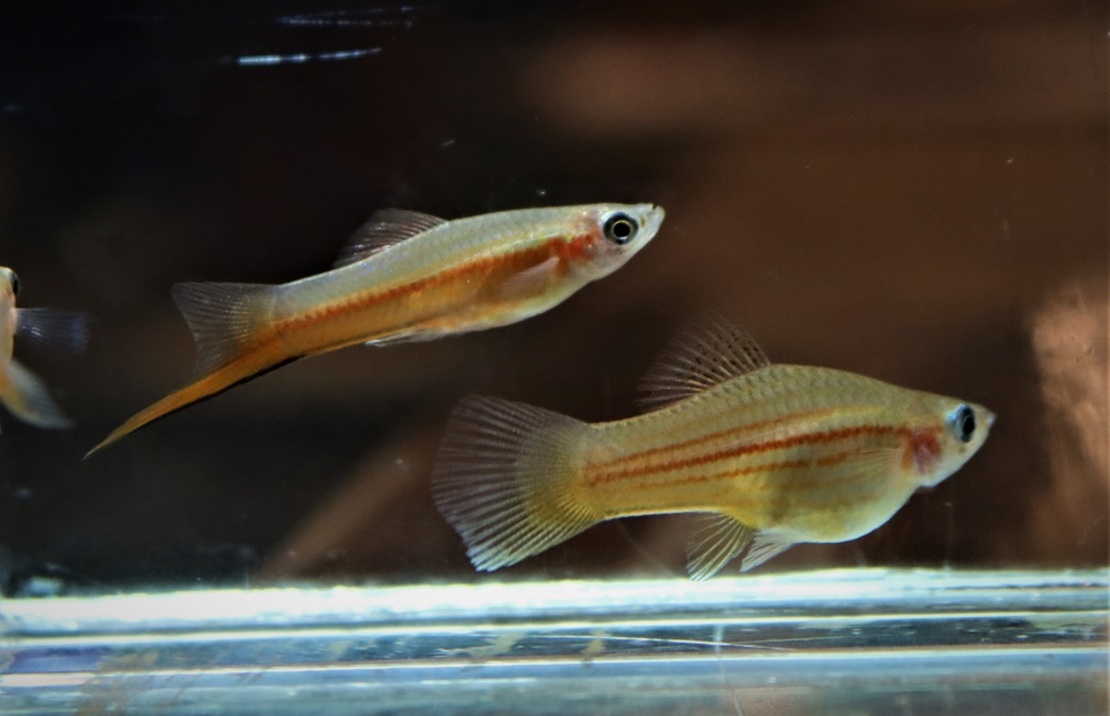 Zwaarddrager Yucatan