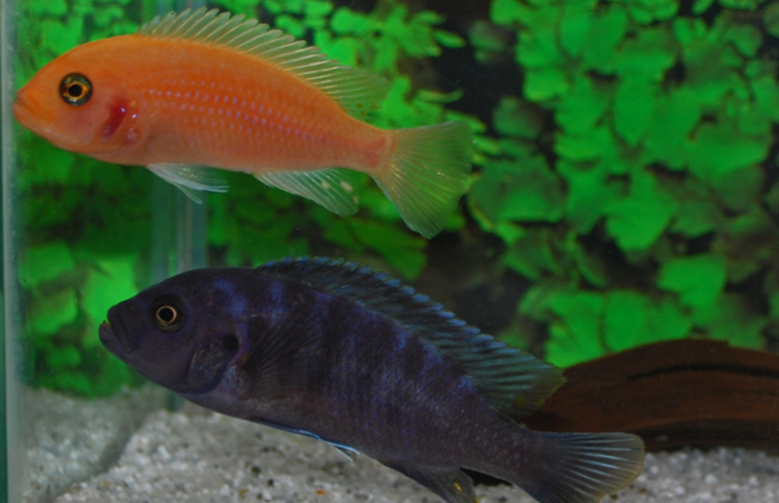 CichlidÉ Malawi Rouge Et Bleu