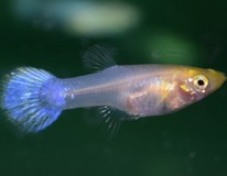 Guppy Snow White Female