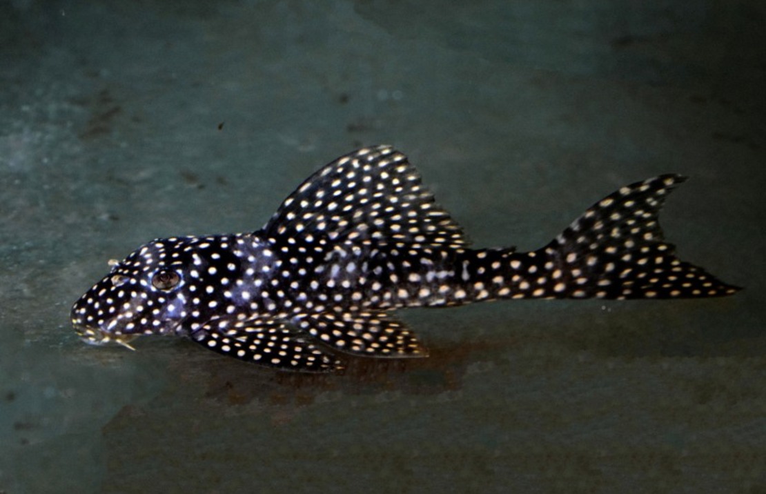 L048 Golden Cloud Pleco