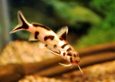 Synodontis