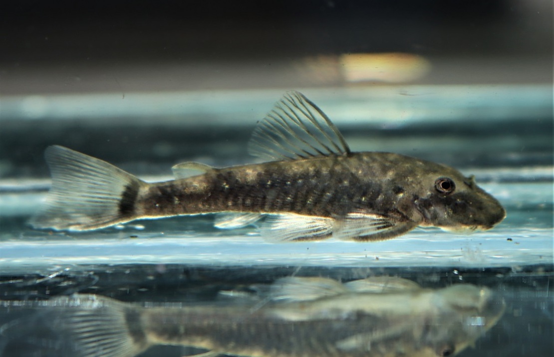 Dwarf Pleco Cearensis