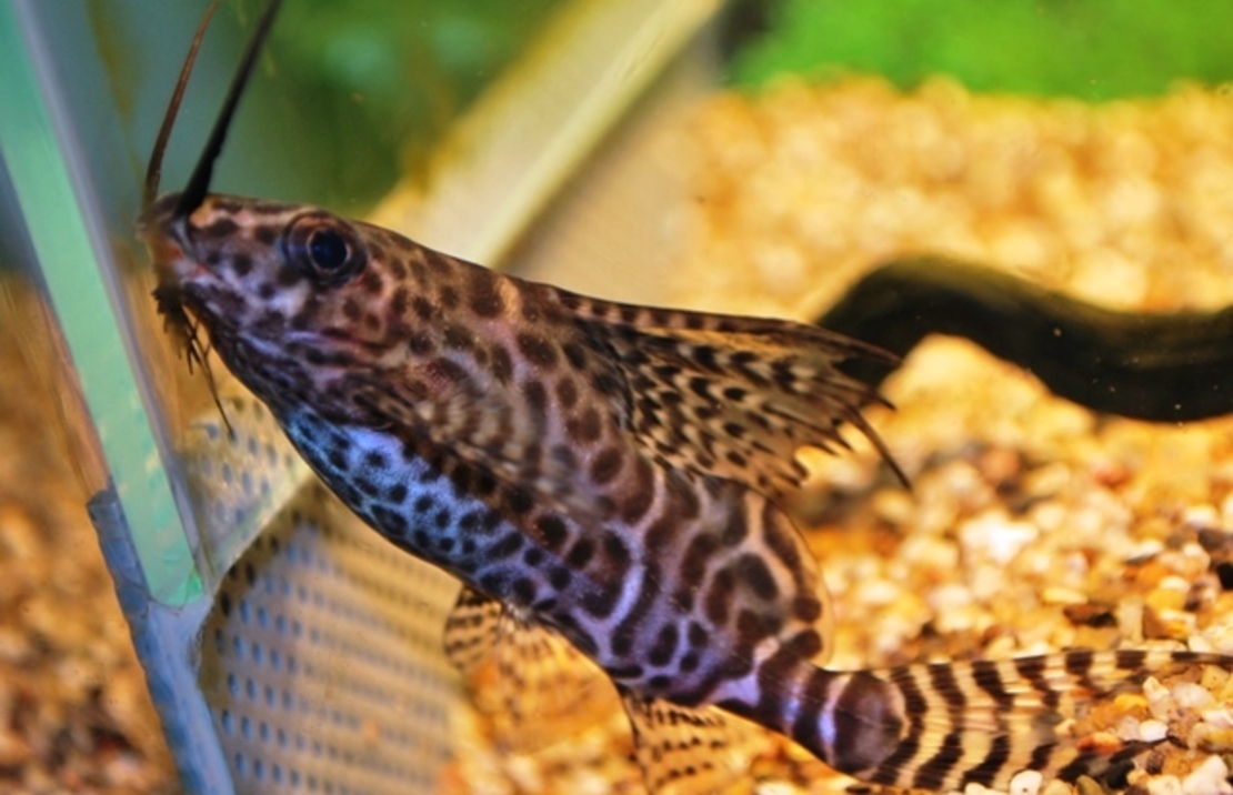 Siffleur De Nageoire-plume