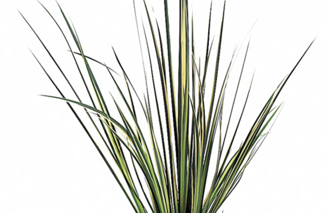 Acorus Gramineus 'variegatus' - Pt