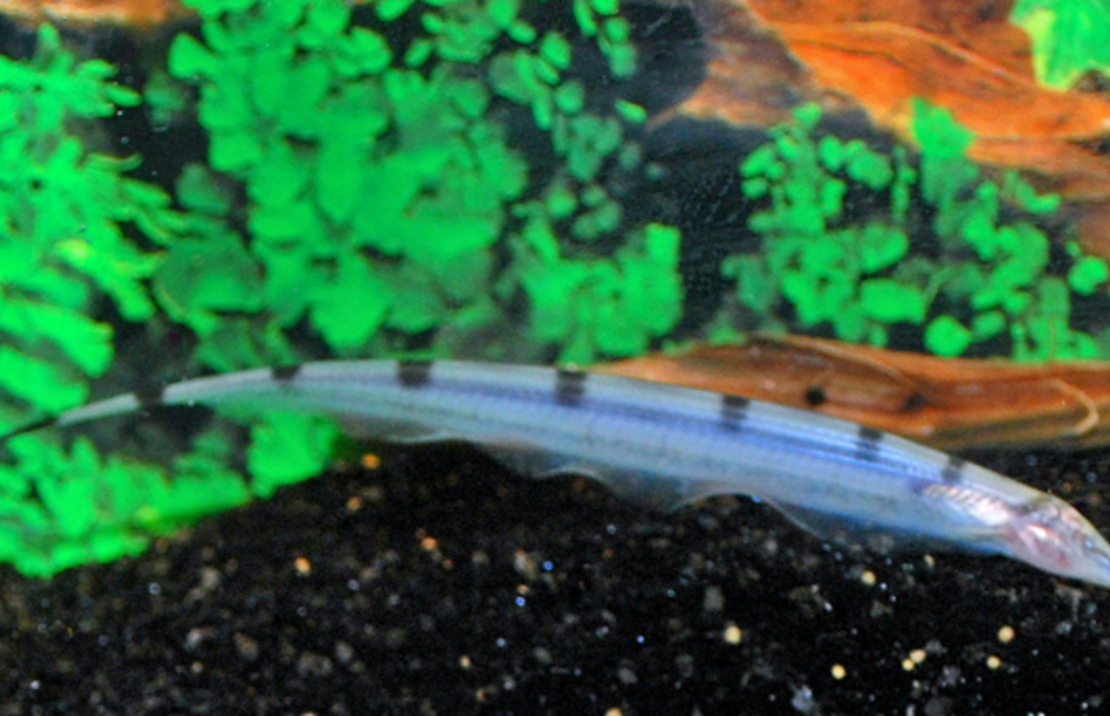 Poisson Couteau Rondoni