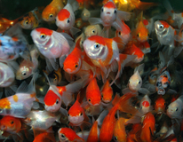 Voile De Chine Assortis