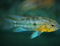 CichlidÉ Nain CacatoÈs