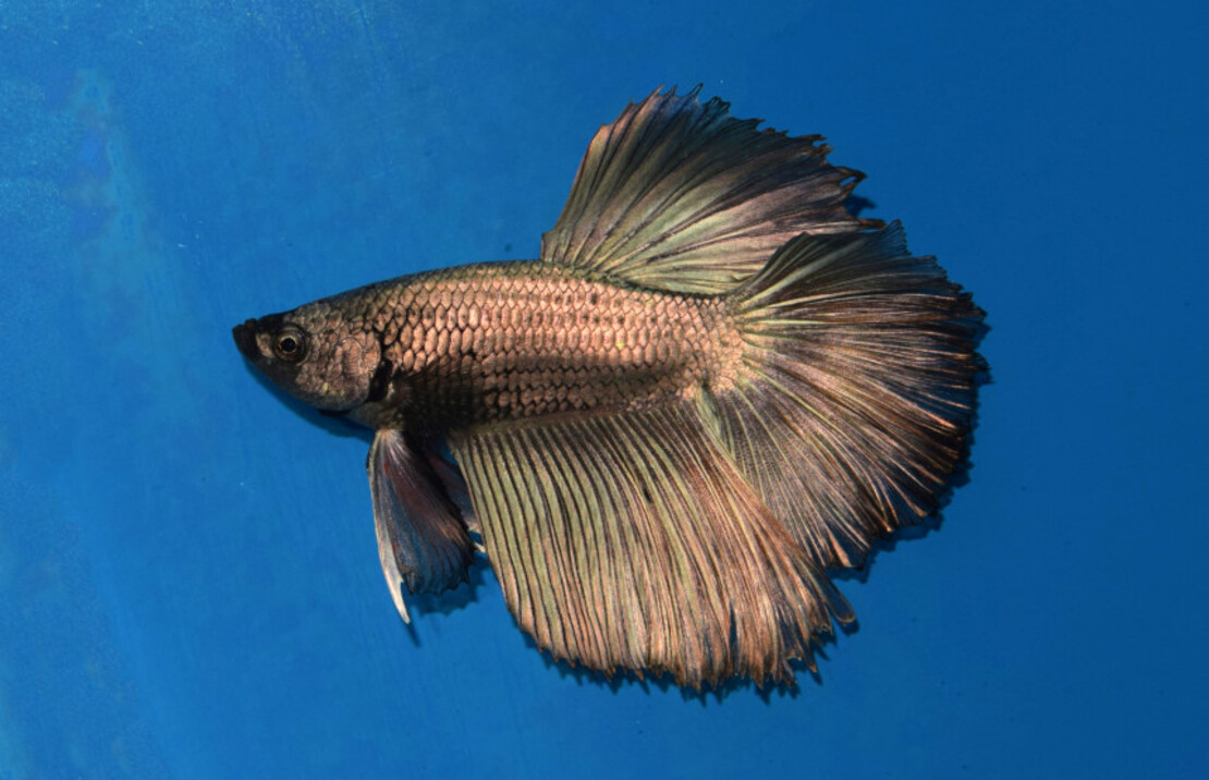 Combattant H.moon Cuivre (mÂle)