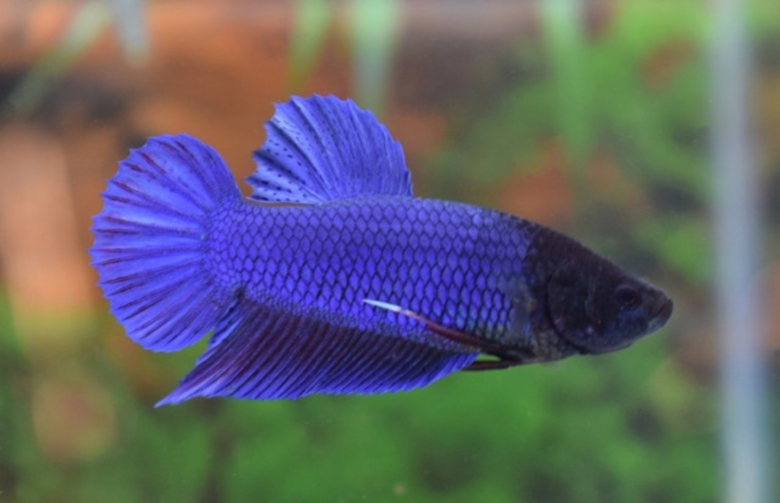 Combattant King (mÂle)