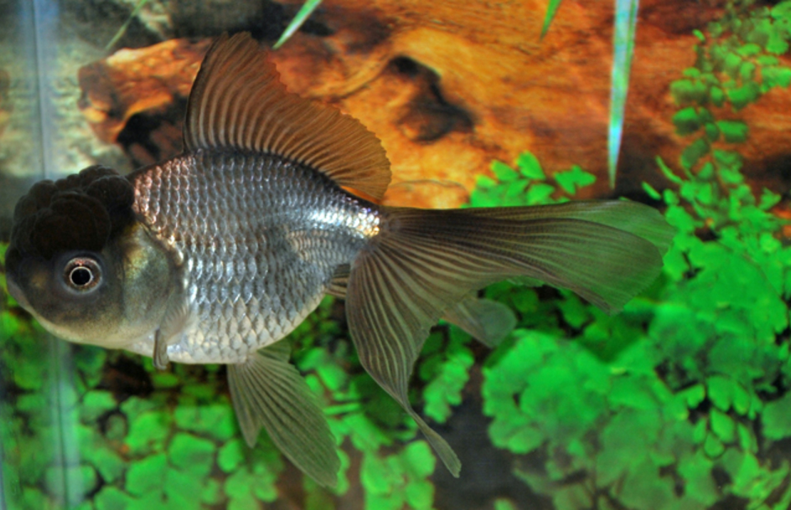 Fantail Lionhead Blue