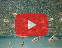 CichlidÉ Malawi Chipokae