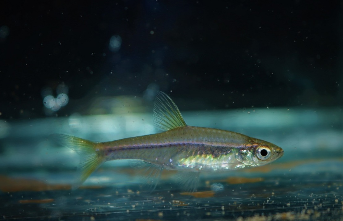 Rasbora À Raie Rouge