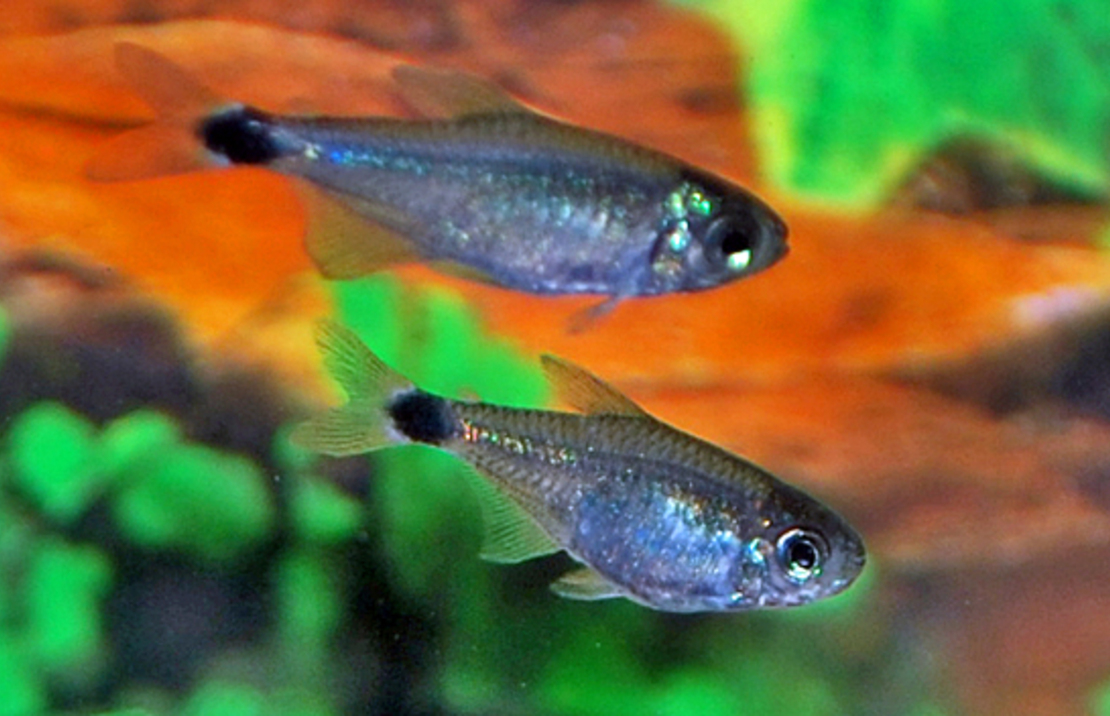 Tetra Elachys