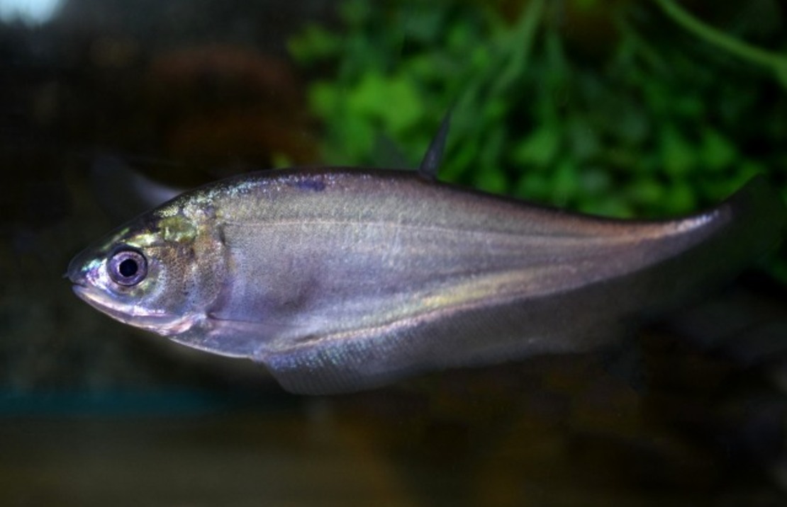 Poisson Couteau Notopterus