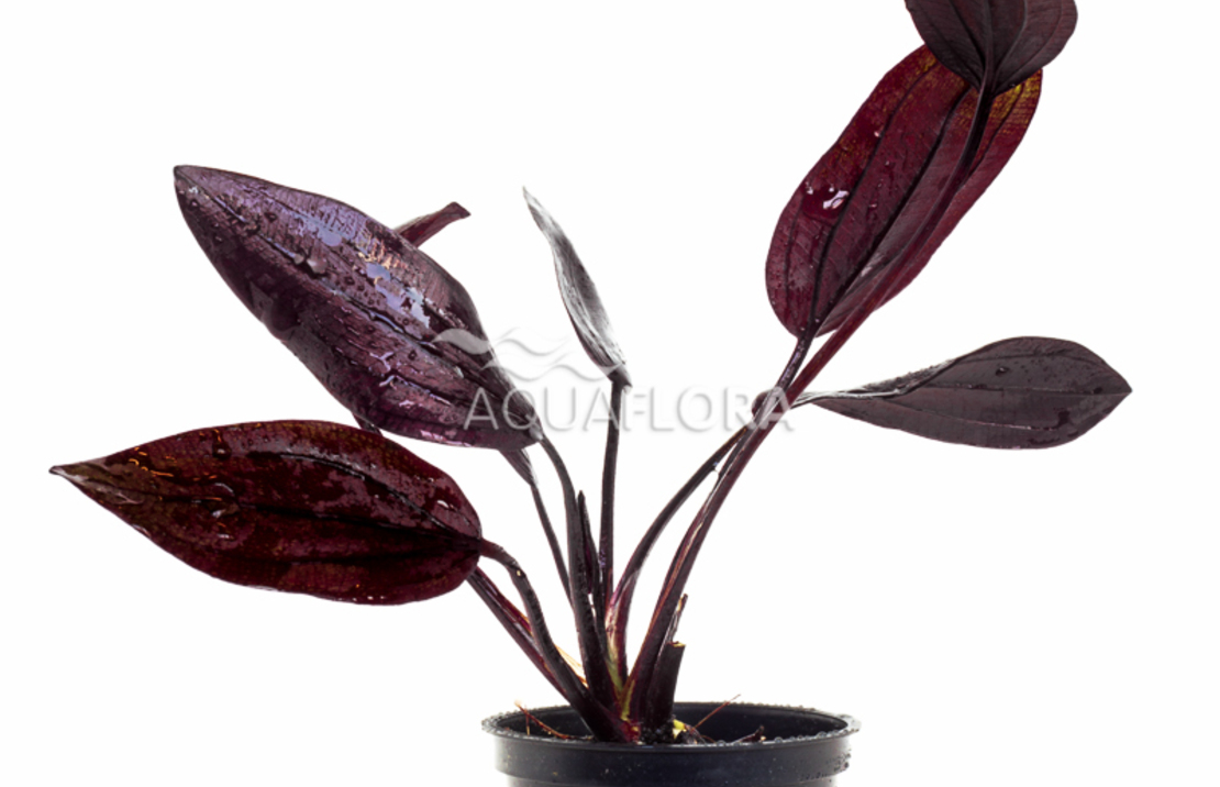 Echinodorus 'aflame' - Pe