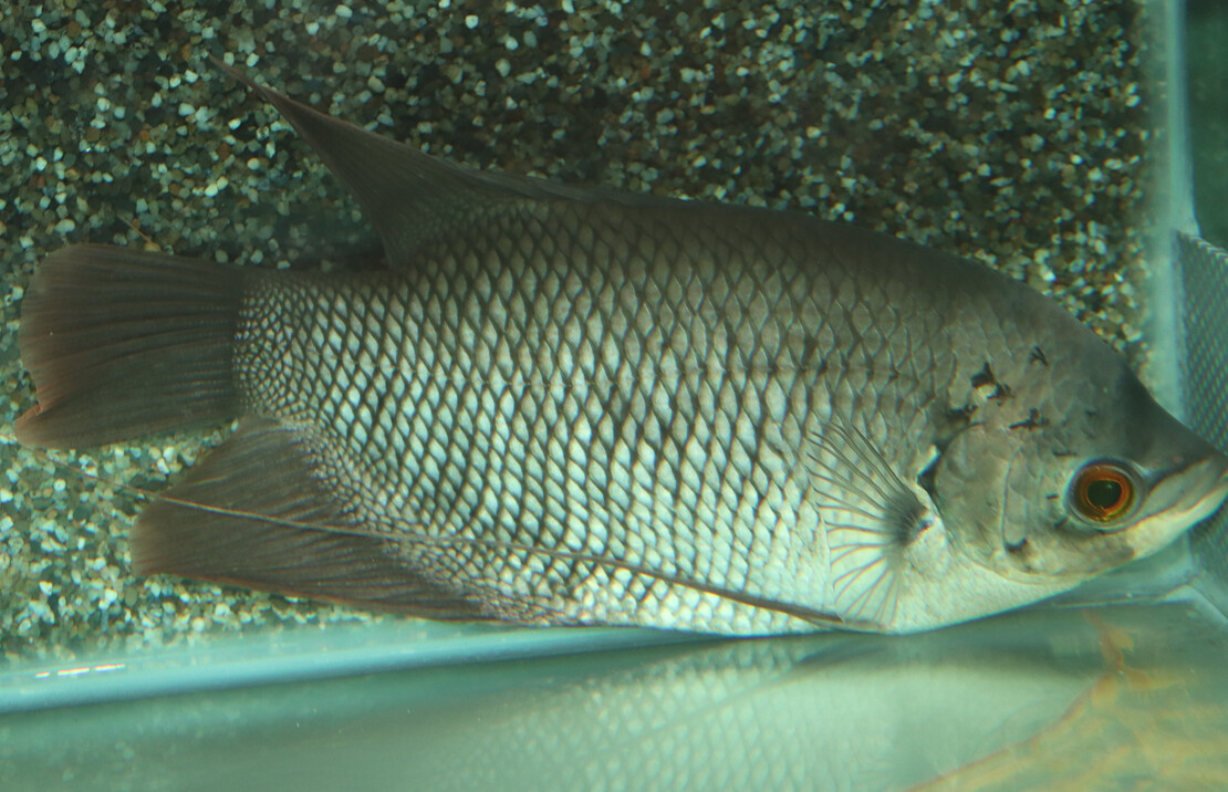 Gourami GÉant Septemfasciatus