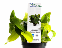 Anubias Barteri Var. Nana 'golden' - Pe