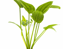 Echinodorus Sp. 'radicans' - Pe