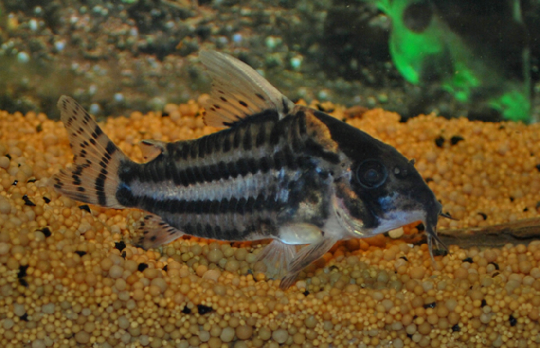 Pantsermeerval Pulcher