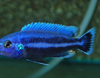 CichlidÉ Malawi Chipokae