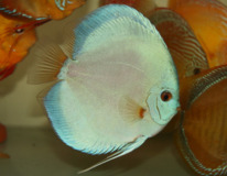Discus Bleu Diamant