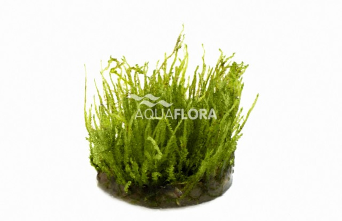 Vesicularia Species (creeping Moss) - In Vitro Cup
