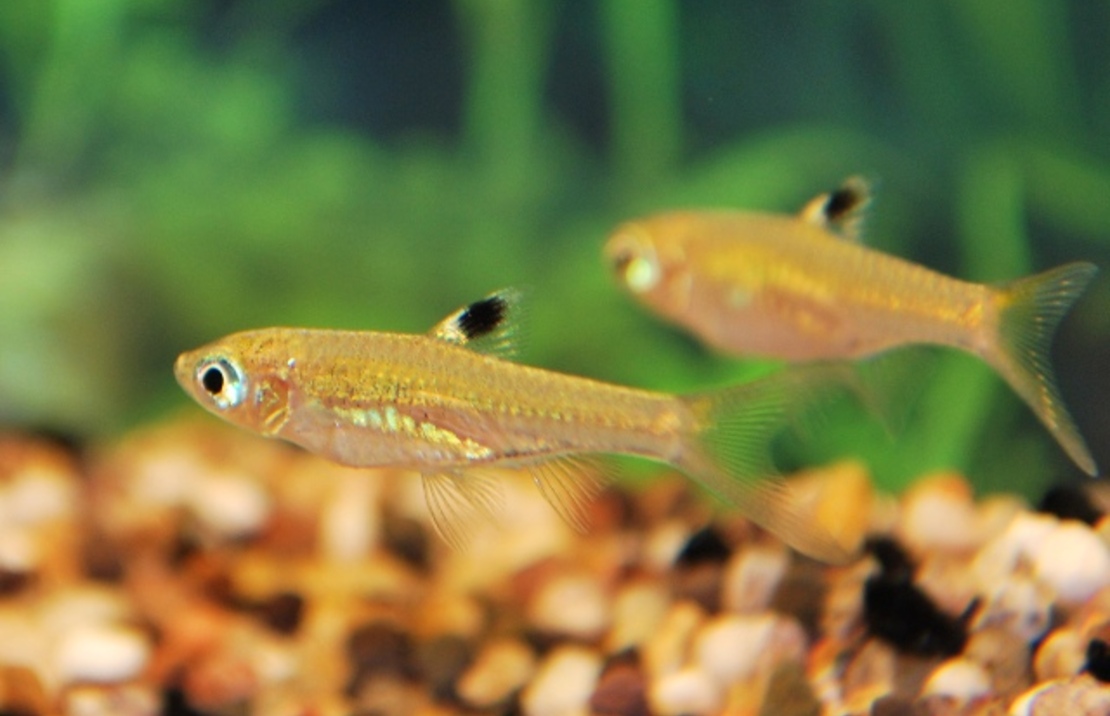 Rasbora À Ocelle