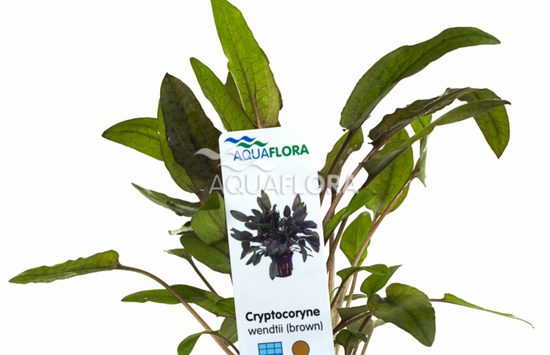 Cryptocoryne Wendtii 'brown' - Pe