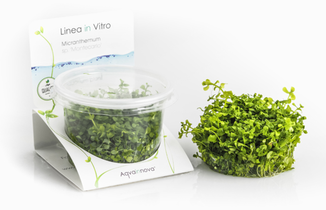 Micranthemum Sp. 'montecarlo' - In Vitro Cup