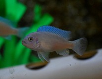 CichlidÉ Malawi Cobalt Bleu