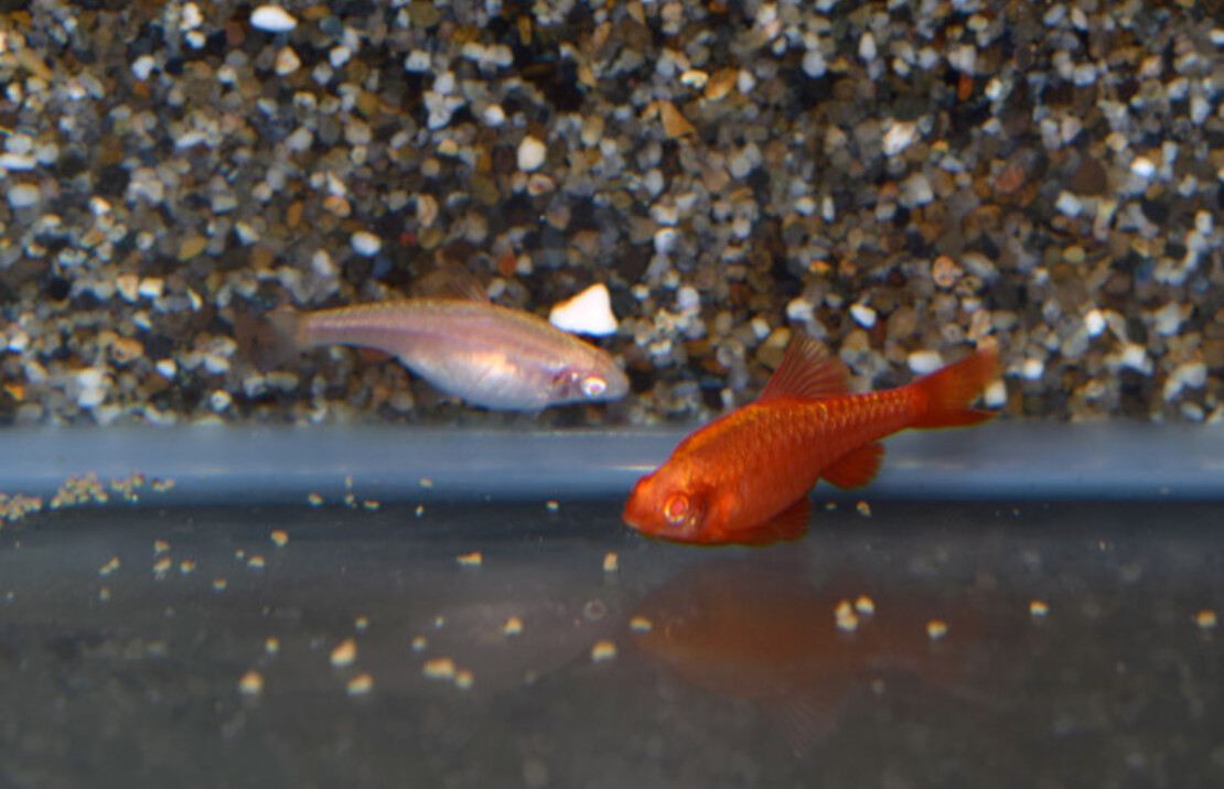 Cherry Barb Albino