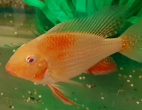 CichlidÉ De Heckels Albino