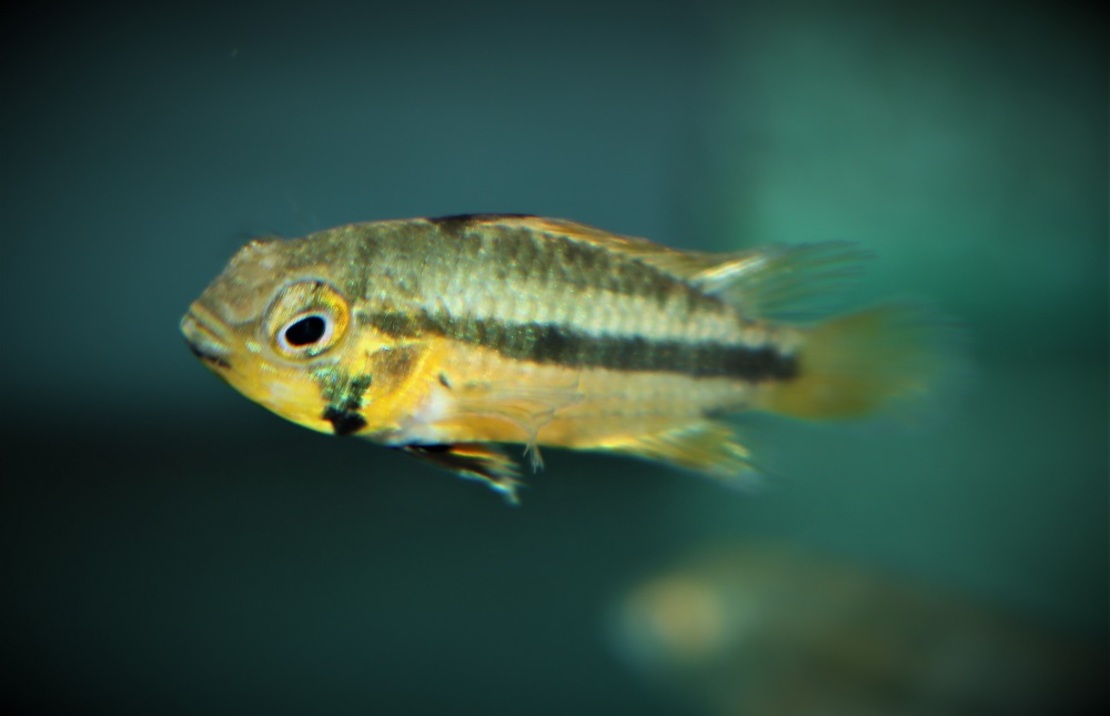 CichlidÉ Nain CacatoÈs