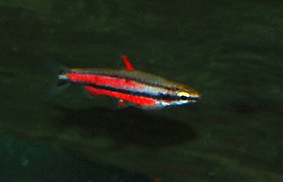 Poisson-crayon Pourpre